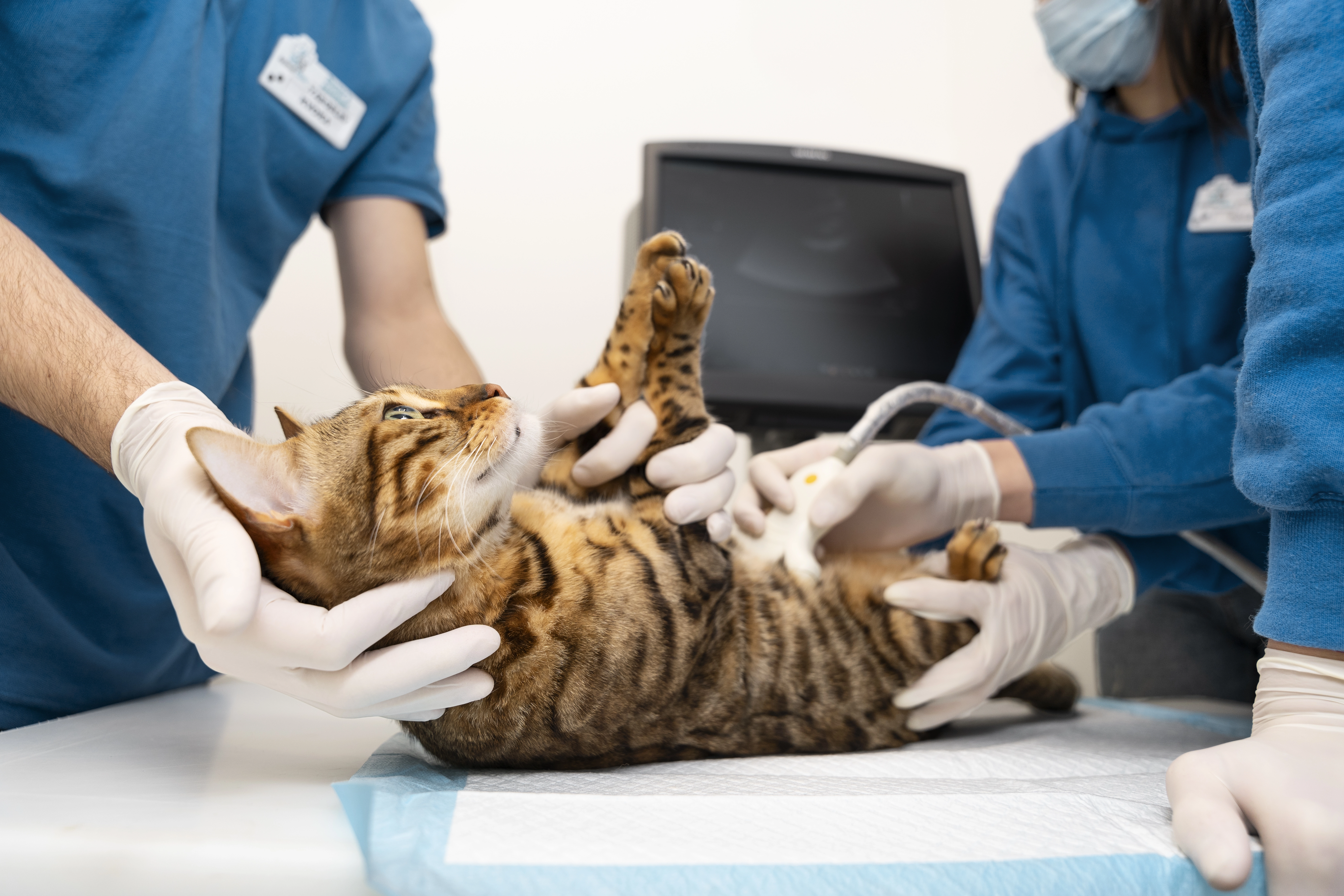 Médico veterinario atendiendo animales