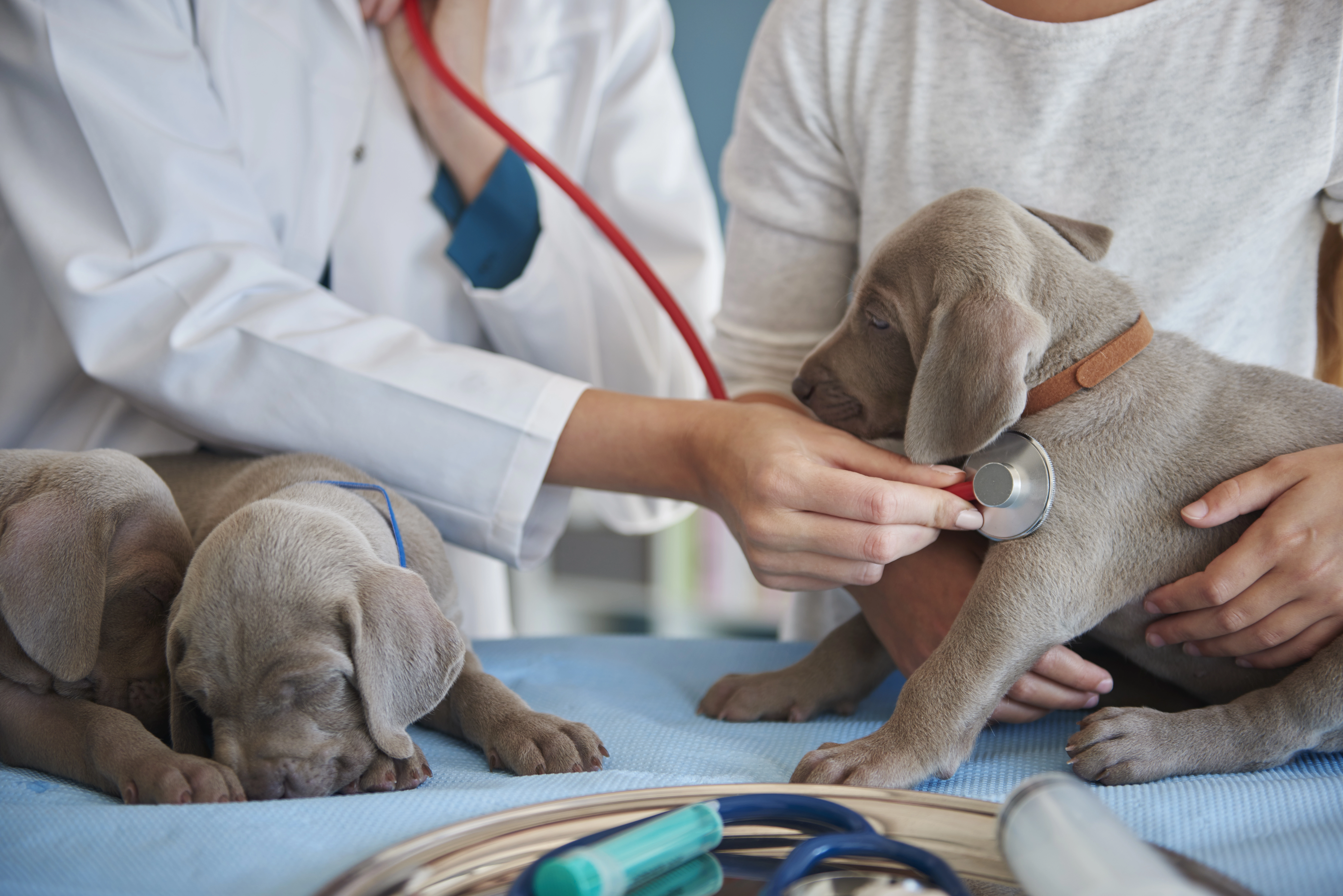 Técnico auxiliar en clínica veterinaria atendiendo mascotas