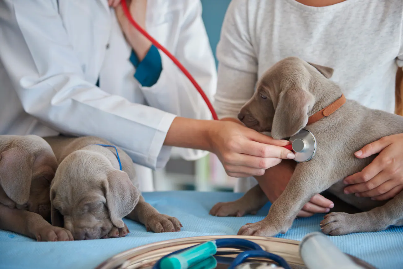 Técnico auxiliar en clínica veterinaria atendiendo mascotas